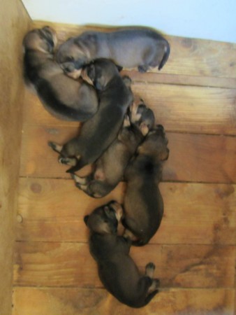 Adél vrh C 25.8.2016